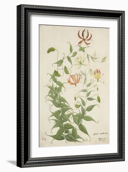 Gloriosa Superba Linn, 1800-10-null-Framed Giclee Print