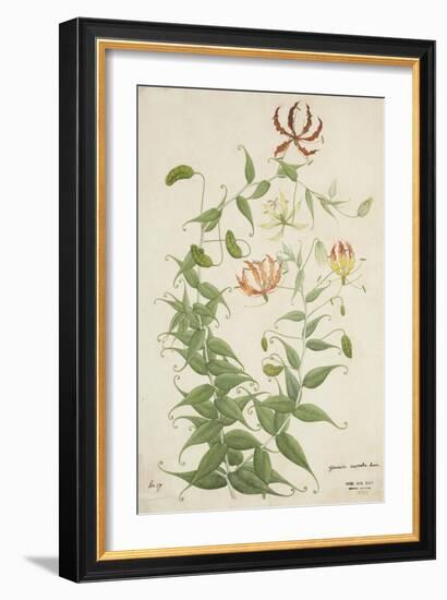 Gloriosa Superba Linn, 1800-10--Framed Giclee Print