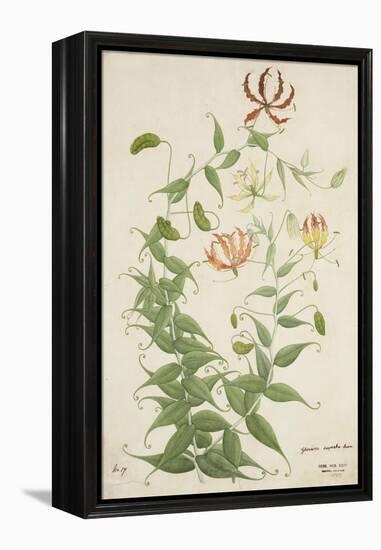 Gloriosa Superba Linn, 1800-10-null-Framed Premier Image Canvas