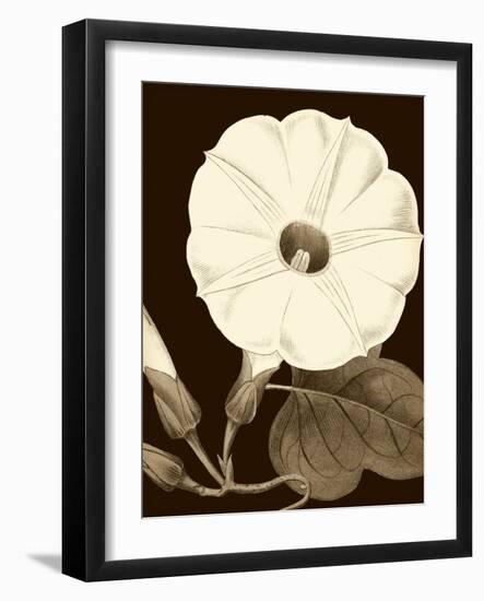 Glorious Blooms I-Vision Studio-Framed Art Print