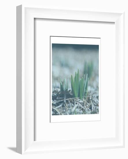 Glory Dew-Sheldon Lewis-Framed Photographic Print