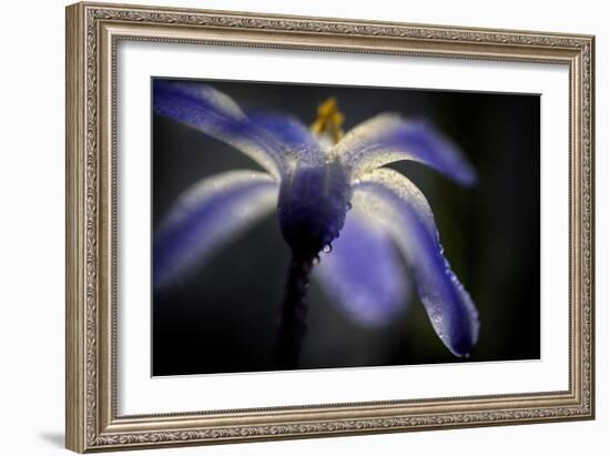 Glory of the Snow-Ursula Abresch-Framed Photographic Print