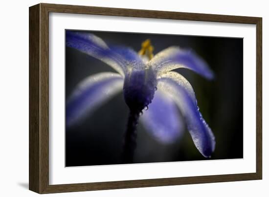 Glory of the Snow-Ursula Abresch-Framed Photographic Print