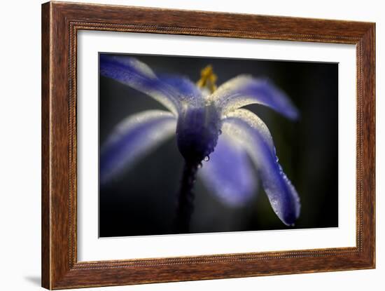 Glory of the Snow-Ursula Abresch-Framed Photographic Print