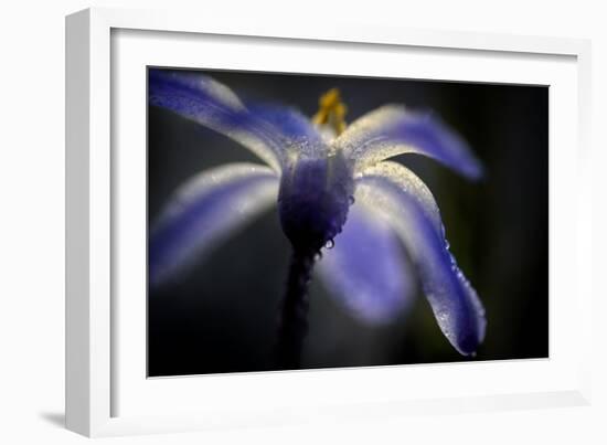 Glory of the Snow-Ursula Abresch-Framed Photographic Print