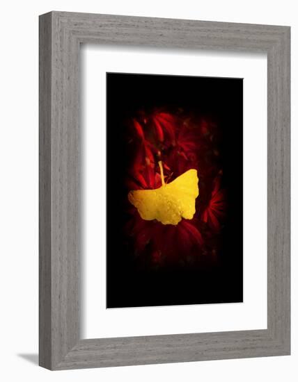 Glory-Philippe Sainte-Laudy-Framed Photographic Print