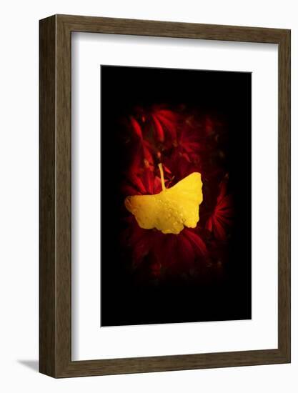 Glory-Philippe Sainte-Laudy-Framed Photographic Print