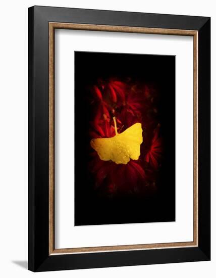 Glory-Philippe Sainte-Laudy-Framed Photographic Print