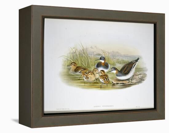 Glossy Ibis (Falcinellus Igneus) (Hand-Coloured Litho)-John Gould-Framed Premier Image Canvas