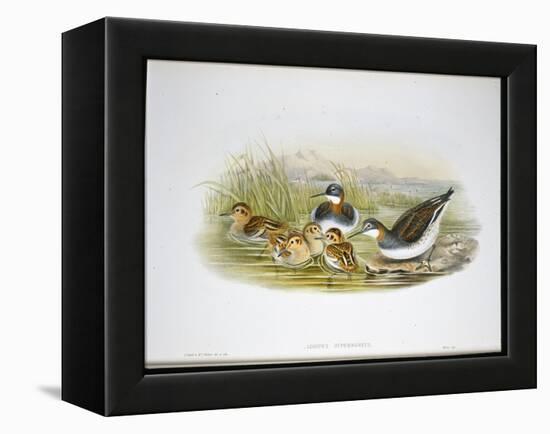 Glossy Ibis (Falcinellus Igneus) (Hand-Coloured Litho)-John Gould-Framed Premier Image Canvas