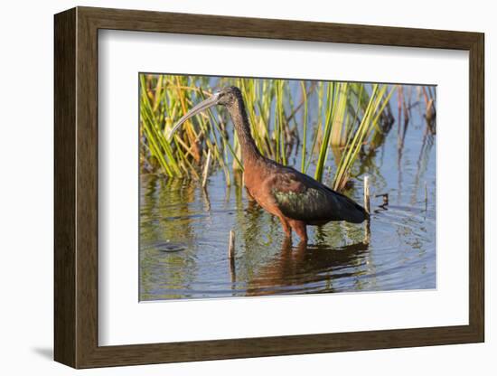 Glossy Ibis (Plegadis falcinellus) Viera Wetlands, Brevard County, Florida-Richard & Susan Day-Framed Photographic Print