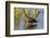 Glossy Ibis (Plegadis falcinellus) Viera Wetlands, Brevard County, Florida-Richard & Susan Day-Framed Photographic Print