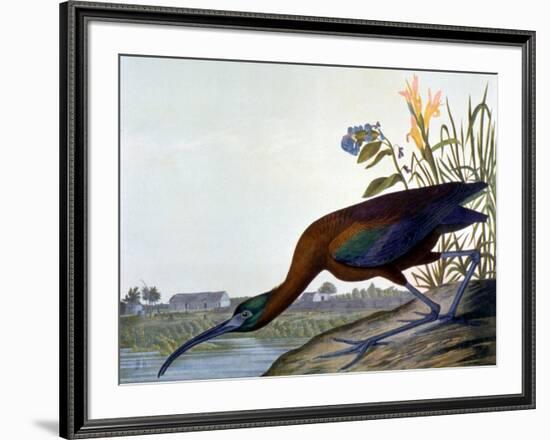 Glossy Ibis-John James Audubon-Framed Giclee Print