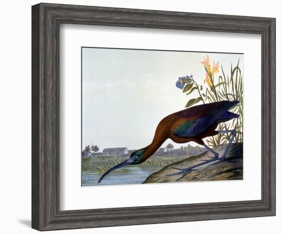 Glossy Ibis-John James Audubon-Framed Premium Giclee Print