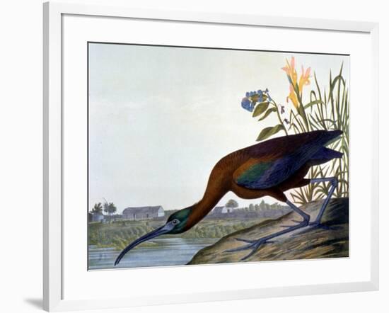 Glossy Ibis-John James Audubon-Framed Premium Giclee Print