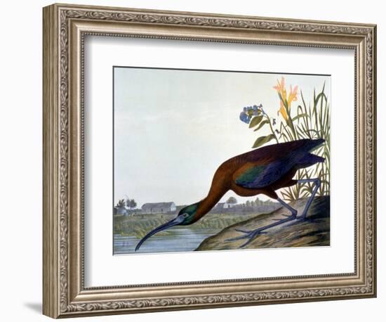 Glossy Ibis-John James Audubon-Framed Giclee Print