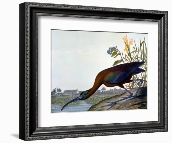 Glossy Ibis-John James Audubon-Framed Giclee Print