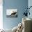 Glossy Ibis-John James Audubon-Premium Giclee Print displayed on a wall