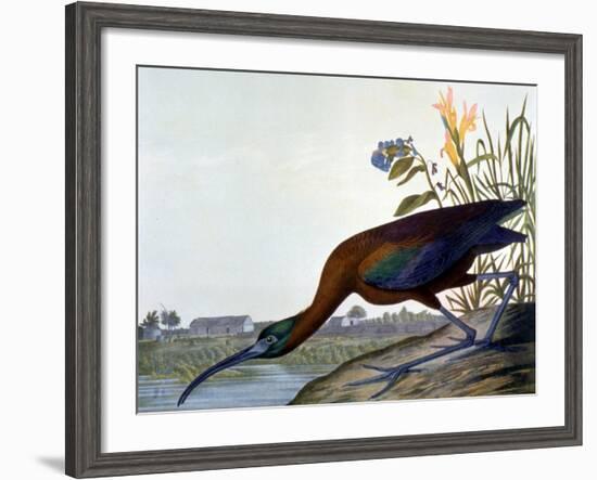 Glossy Ibis-John James Audubon-Framed Premium Giclee Print