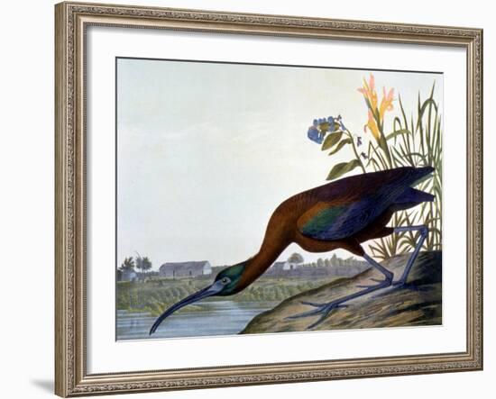 Glossy Ibis-John James Audubon-Framed Premium Giclee Print