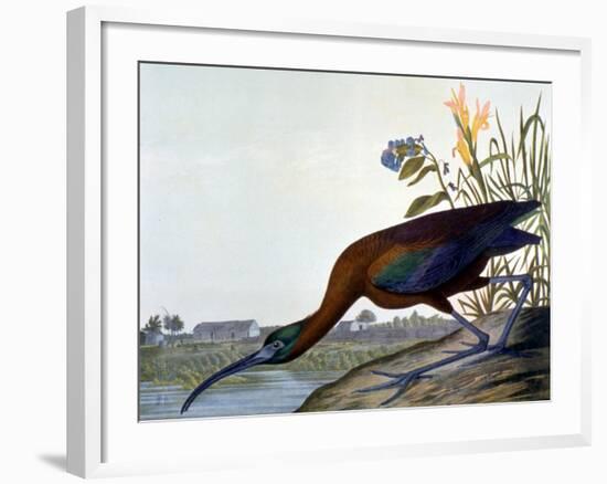 Glossy Ibis-John James Audubon-Framed Premium Giclee Print