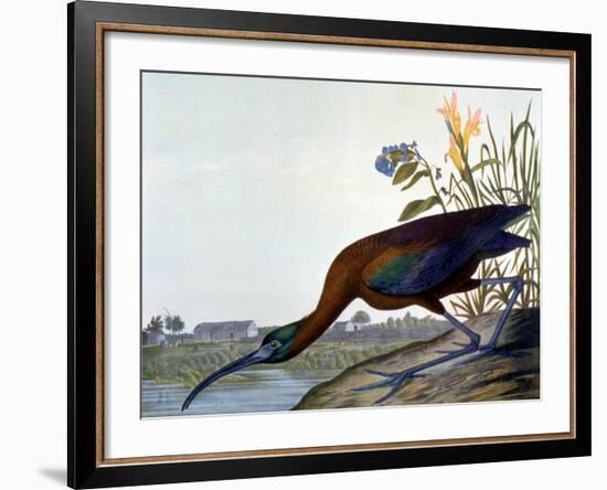 Glossy Ibis-John James Audubon-Framed Premium Giclee Print