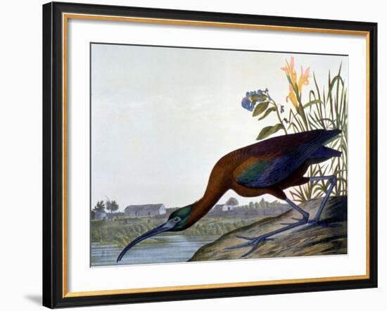 Glossy Ibis-John James Audubon-Framed Premium Giclee Print