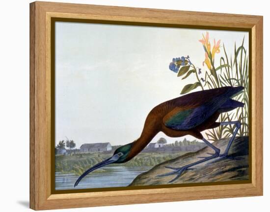 Glossy Ibis-John James Audubon-Framed Premier Image Canvas