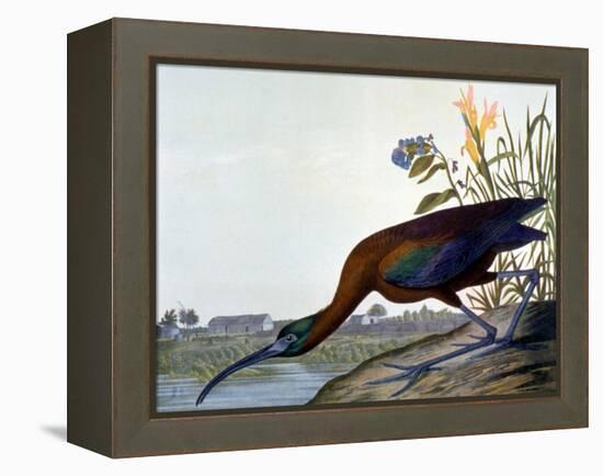 Glossy Ibis-John James Audubon-Framed Premier Image Canvas