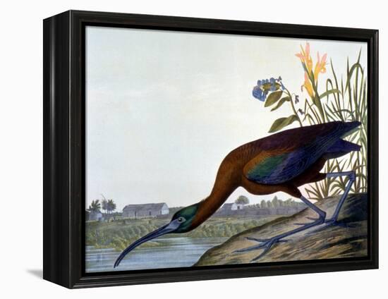 Glossy Ibis-John James Audubon-Framed Premier Image Canvas