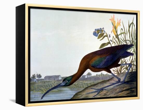 Glossy Ibis-John James Audubon-Framed Premier Image Canvas