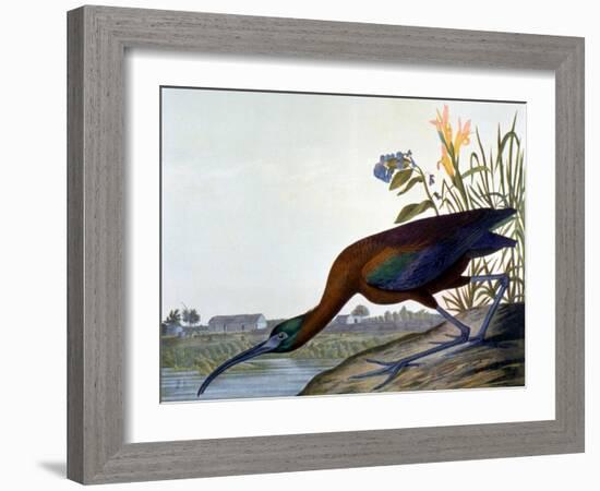 Glossy Ibis-John James Audubon-Framed Giclee Print