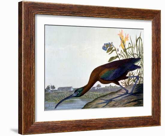 Glossy Ibis-John James Audubon-Framed Giclee Print