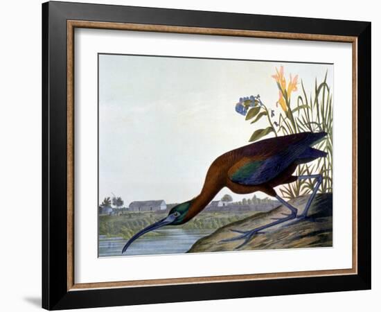 Glossy Ibis-John James Audubon-Framed Giclee Print