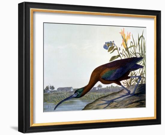 Glossy Ibis-John James Audubon-Framed Giclee Print