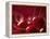 Glossy Red Cherries-Steve Lupton-Framed Premier Image Canvas