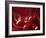 Glossy Red Cherries-Steve Lupton-Framed Photographic Print