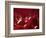 Glossy Red Cherries-Steve Lupton-Framed Photographic Print