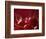 Glossy Red Cherries-Steve Lupton-Framed Photographic Print