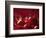 Glossy Red Cherries-Steve Lupton-Framed Photographic Print