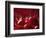 Glossy Red Cherries-Steve Lupton-Framed Photographic Print