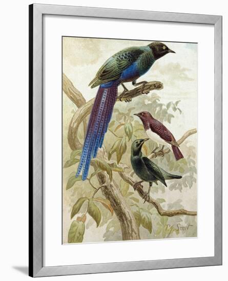 Glossy Starlings-null-Framed Giclee Print