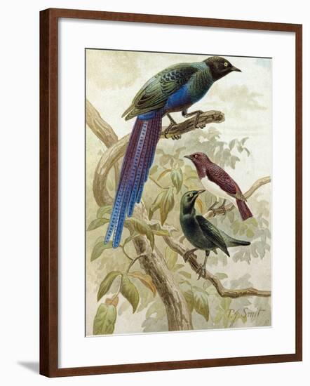 Glossy Starlings-null-Framed Giclee Print