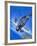 Gloster Gladiator-Wilf Hardy-Framed Giclee Print