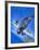 Gloster Gladiator-Wilf Hardy-Framed Giclee Print