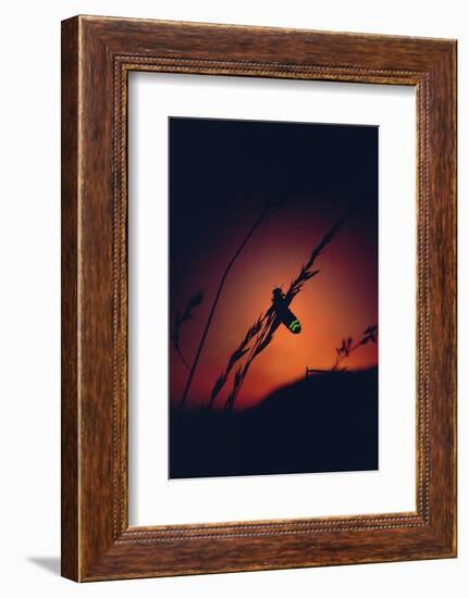 Glow Worm Beetle Female Glowing At Sunset To Attract Mate, Devon England (Lampyris Noctiluca)-Andrew Cooper-Framed Photographic Print