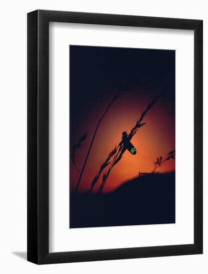 Glow Worm Beetle Female Glowing At Sunset To Attract Mate, Devon England (Lampyris Noctiluca)-Andrew Cooper-Framed Photographic Print