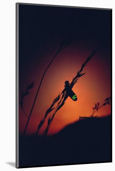 Glow Worm Beetle Female Glowing At Sunset To Attract Mate, Devon England (Lampyris Noctiluca)-Andrew Cooper-Mounted Photographic Print