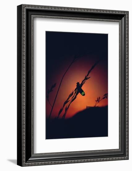 Glow Worm Beetle Female Glowing At Sunset To Attract Mate, Devon England (Lampyris Noctiluca)-Andrew Cooper-Framed Photographic Print