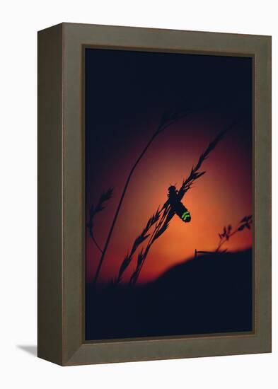 Glow Worm Beetle Female Glowing At Sunset To Attract Mate, Devon England (Lampyris Noctiluca)-Andrew Cooper-Framed Premier Image Canvas